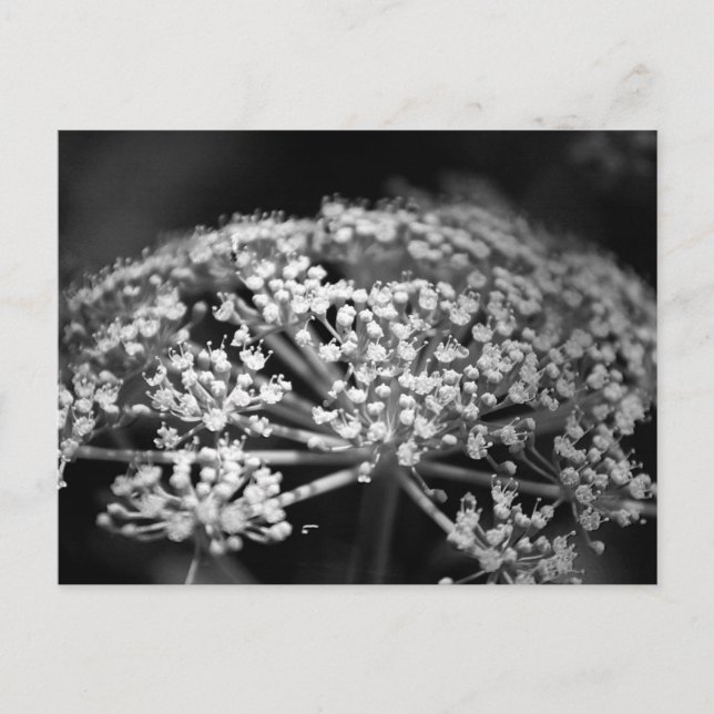 queen ann's lace postcard (Front)