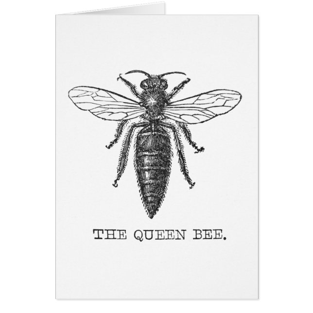 Queen Bee Bug Insect Antique Illustration (Front)
