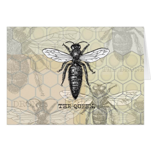 Queen Bee Bug Insect Antique Illustration (Front Horizontal)