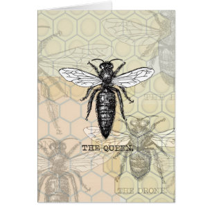 Queen Bee Bug Insect Antique Illustration