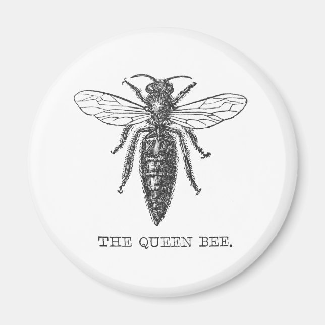 Queen Bee Bug Insect Antique Illustration Magnet (Front)