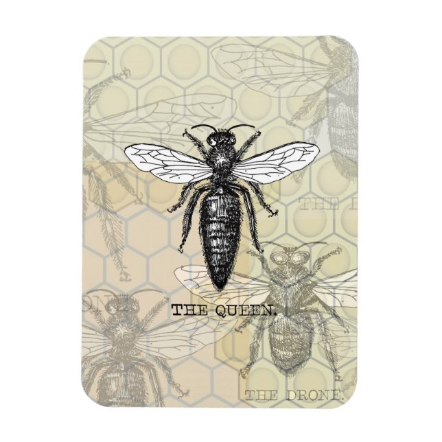 Queen Bee Bug Insect Antique Illustration Magnet (Vertical)