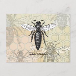 Queen Bee Bug Insect Antique Illustration Postcard
