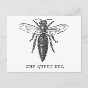 Queen Bee Bug Insect Antique Illustration Postcard