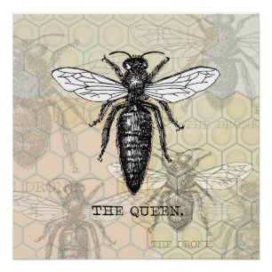 Queen Bee Bug Insect Antique Illustration Poster