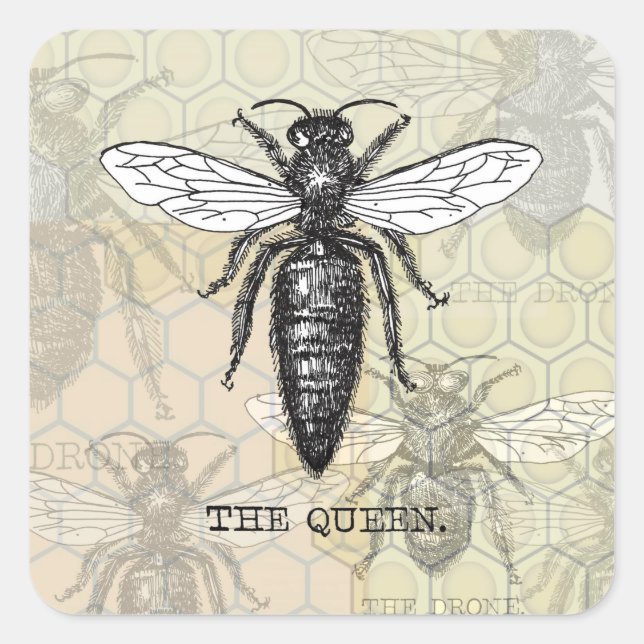 Queen Bee Bug Insect Antique Illustration Square Sticker (Front)