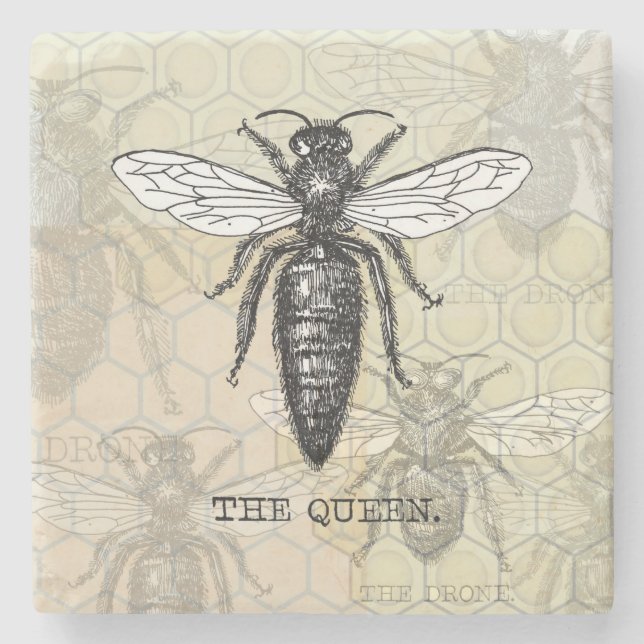 Queen Bee Bug Insect Antique Illustration Stone Coaster (Front)