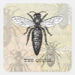 Queen Bee Bug Insect Bees Illustration Square Sticker