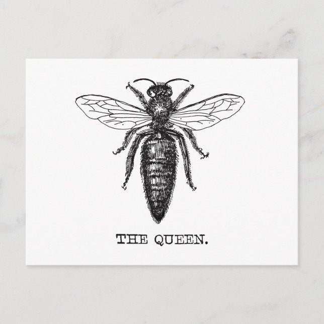 Queen Bee Illustration Classic Drawing Postcard (Front)