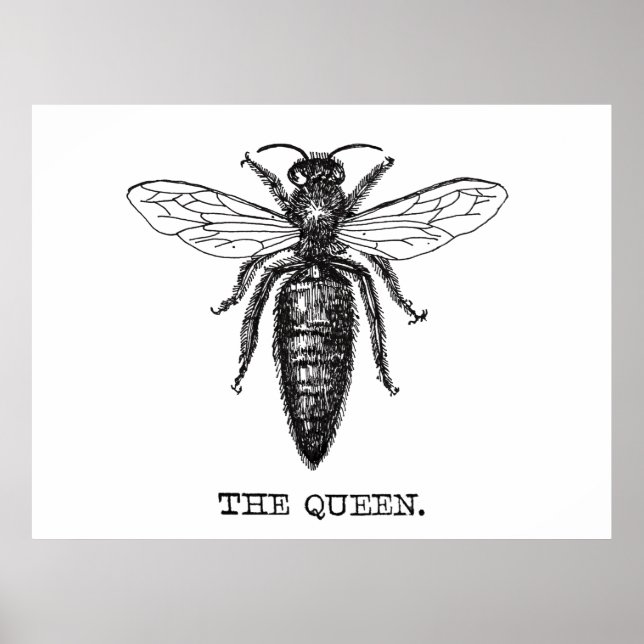 Queen Bee Illustration Classic Drawing Poster (Front)