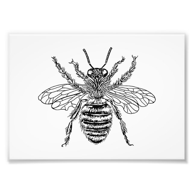 Queen Bee Photo Print (Front)