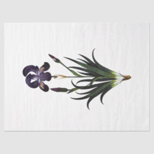 Queen Bee Series Design 62 Tissue Paper