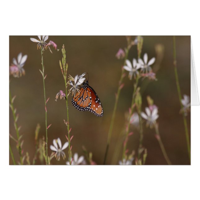 Queen  Butterfly and milkweed (Front Horizontal)
