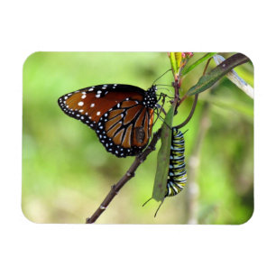 Queen Butterfly and Monarch Caterpillar Magnet