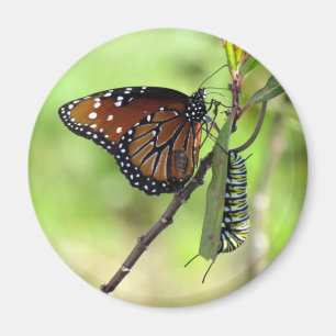 Queen Butterfly and Monarch Caterpillar Magnet