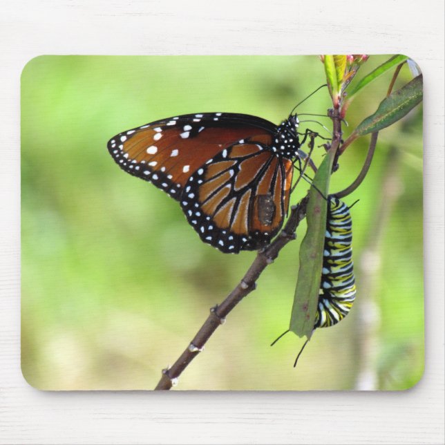 Queen Butterfly and Monarch Caterpillar Mouse Pad (Front)