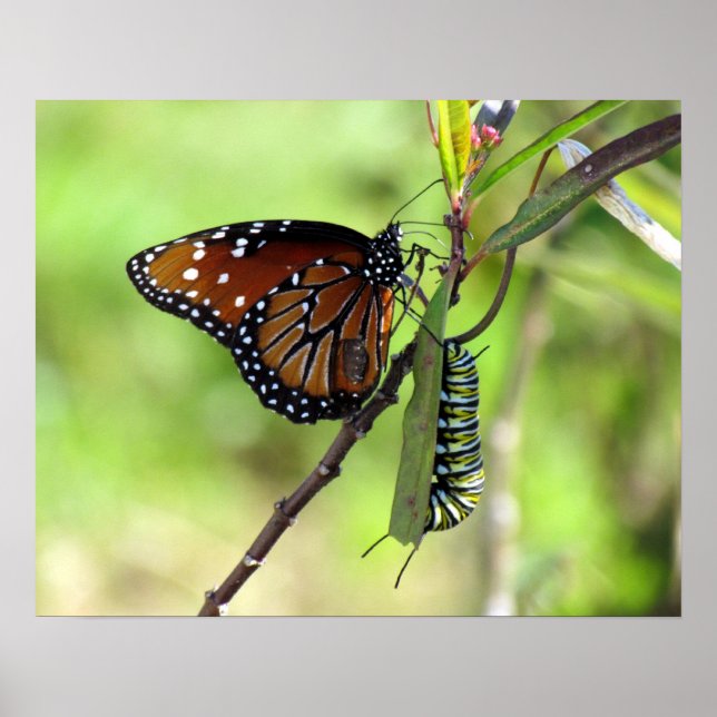 Queen Butterfly and Monarch Caterpillar Poster (Front)