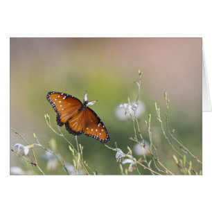 Queen butterfly in morning light