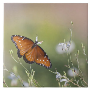 Queen Butterfly in Morning light  Ceramic Tile