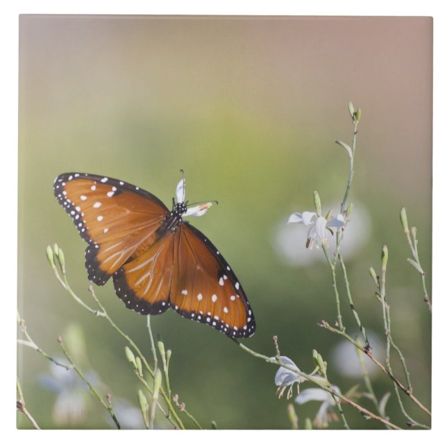 Queen Butterfly in Morning light  Ceramic Tile (Front)