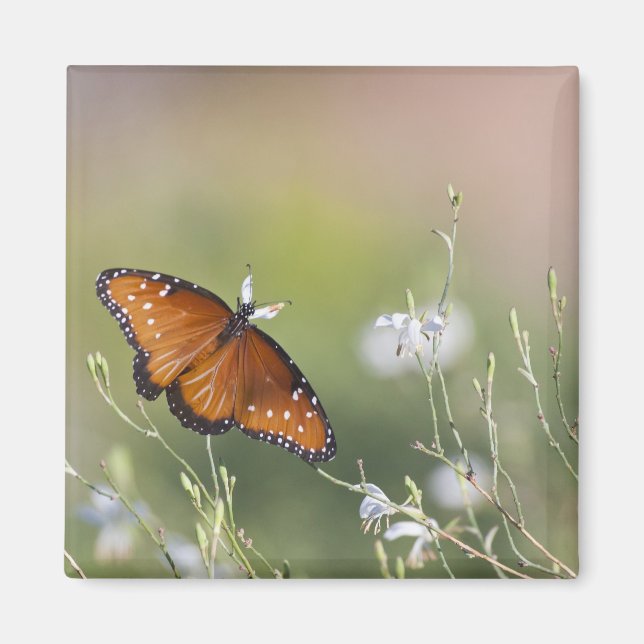 Queen Butterfly in Morning light Magnet (Front)