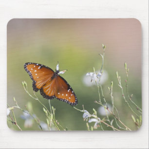 Queen Butterfly in Morning light Mouse Pad