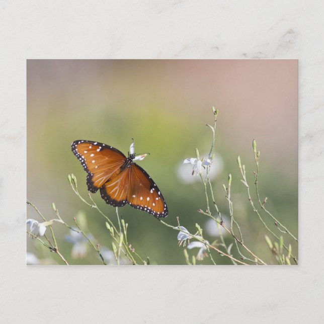 Queen Butterfly in Morning light Postcard (Front)