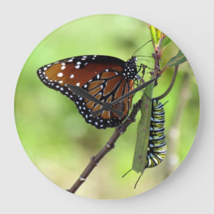 Queen Butterfly / Monarch Caterpillar - Wall Clock
