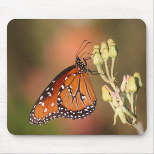 Queen butterfly on a branch mouse pad