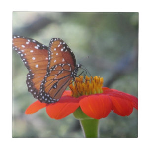 Queen Butterfly on Mexican Sunflower Ceramic Tile