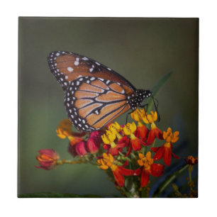 Queen Butterfly on tropical milkweed Ceramic Tile