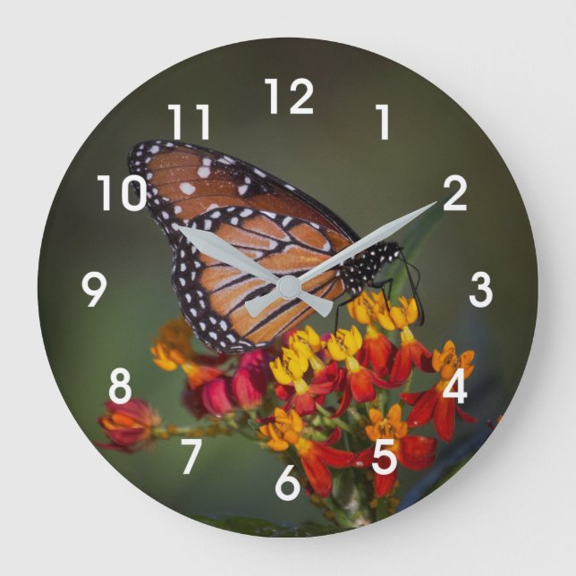 Queen butterfly on tropical milkweed large clock (Front)
