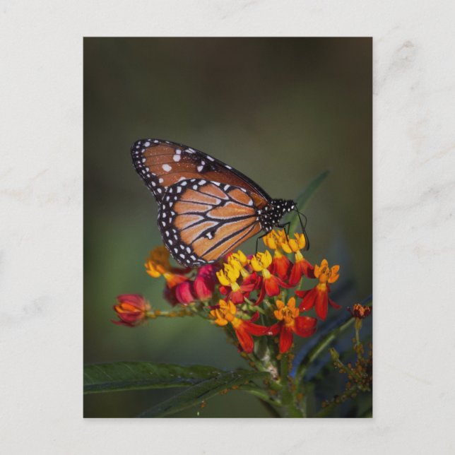 Queen butterfly on tropical milkweed postcard (Front)
