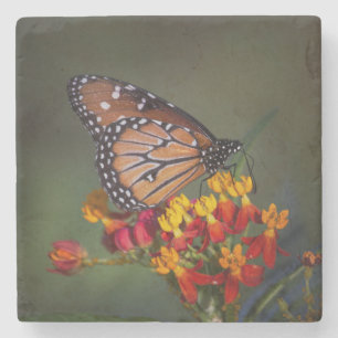Queen Butterfly on tropical milkweed Stone Coaster