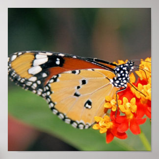 Queen Butterfly Poster Print