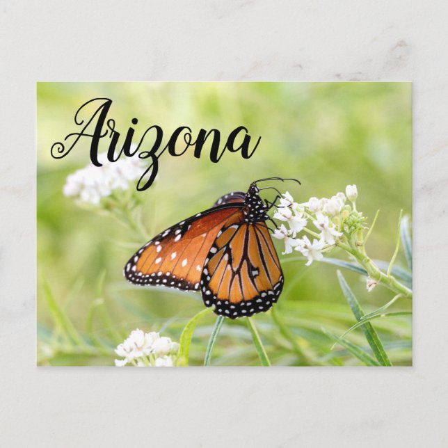 Queen Butterfly Sunning on Milkweed, Arizona Postcard (Front)