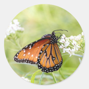 Queen Butterfly Sunning on Milkweed Classic Round Sticker