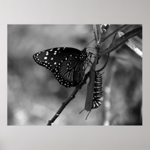 Queen Butterfly w Monarch Caterpillar in B & W Poster