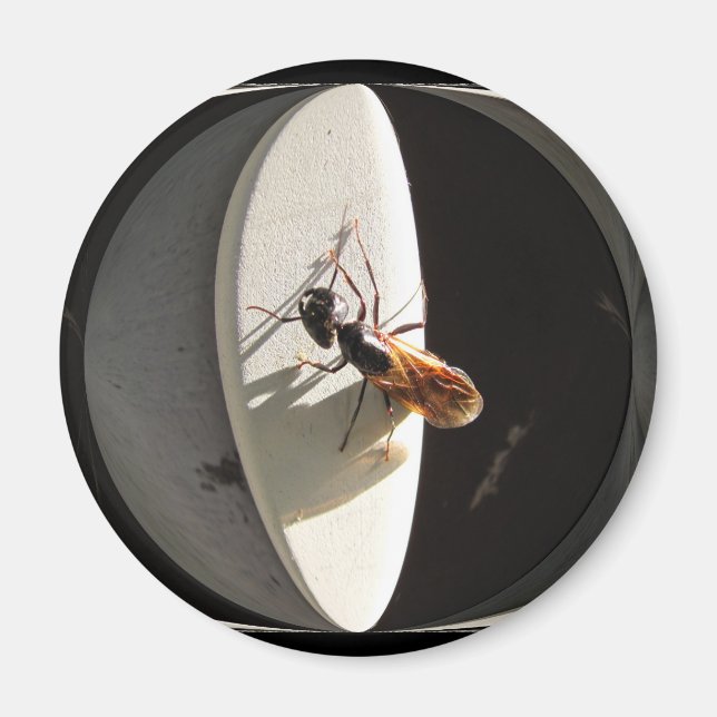 Queen Carpenter Ant ~ magnet (Front)