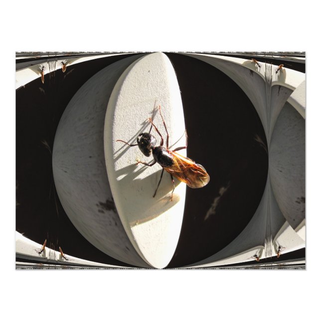 Queen Carpenter Ant ~ Photo Print (Front)