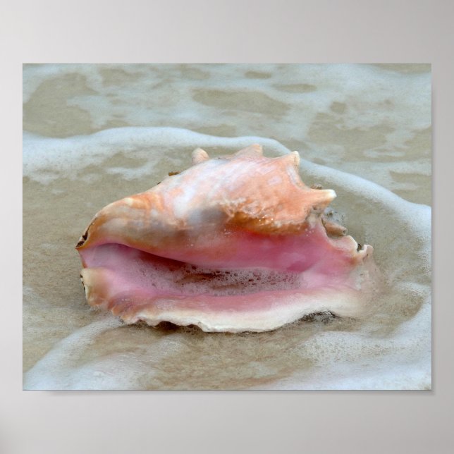 Queen Conch in the Surf, Bahamas 8x10 Poster (Front)