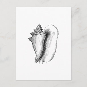 Queen Conch (line art) Postcard