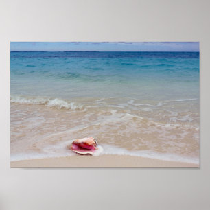 Queen Conch on the Beach, Bahamas Poster