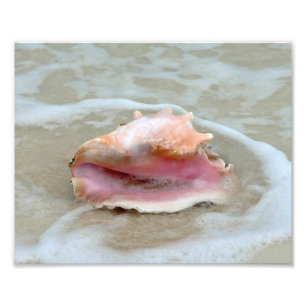 Queen Conch on the Beach Photo Print