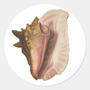 Queen Conch Seashell Shell, Vintage Marine Life Classic Round Sticker