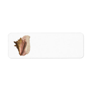 Queen Conch Seashell Shell, Vintage Marine Life Return Address Label