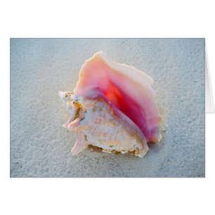 Queen Conch Shell on Bahamas Beach