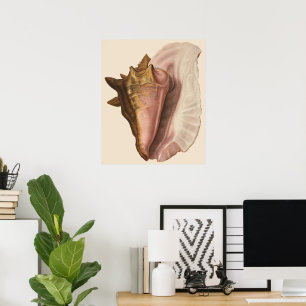 Queen Conch Shell Seashell, Vintage Marine Life Poster