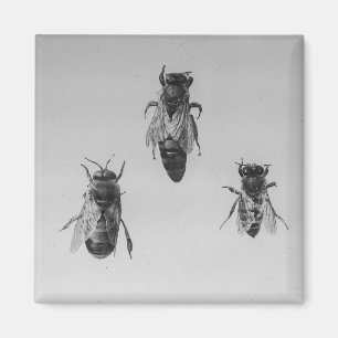 Queen Drone Worker Bee Keeping Apiology Apiarist Magnet