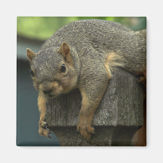 Queen Eleanor of the Peaceable Kingdom Magnet